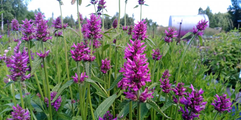 Betonica officinalis (Stachys monieri) 'Hummelo' Чистец